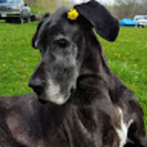 Meet your Posher, Skye